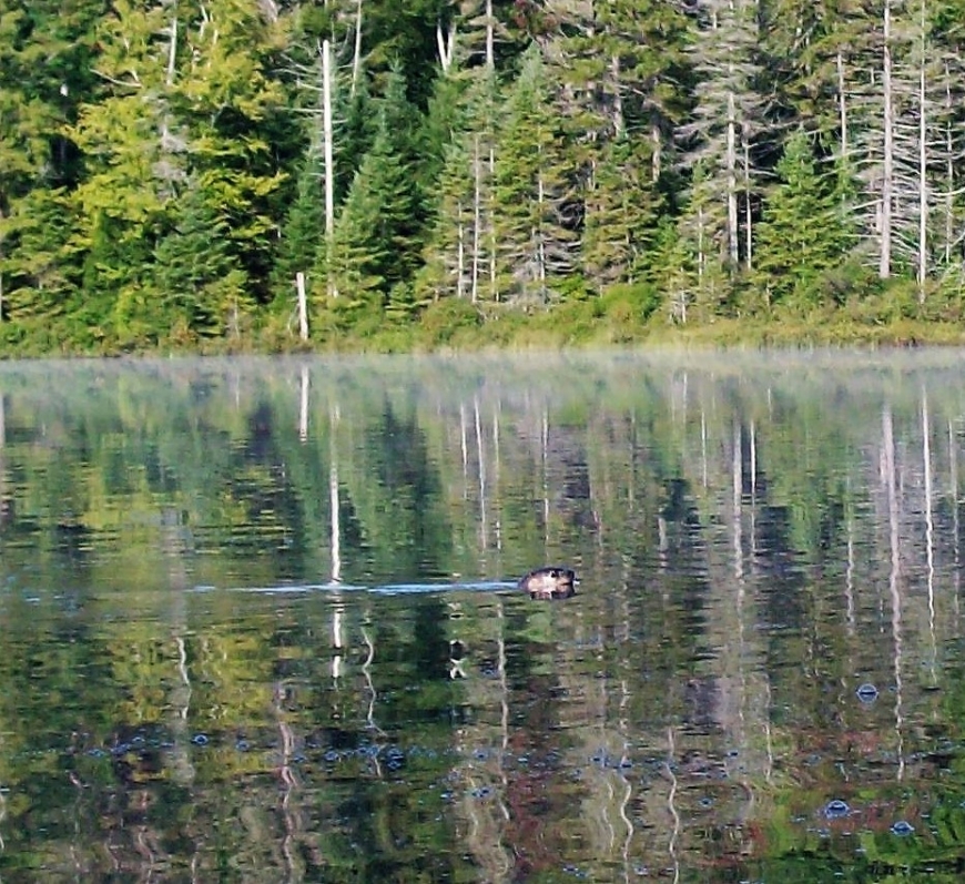 Streeter Lake Aldrich Nature Up North